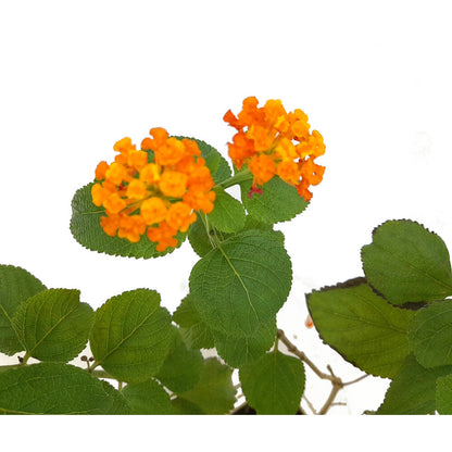 Bonsai Lantana 9 Años_1