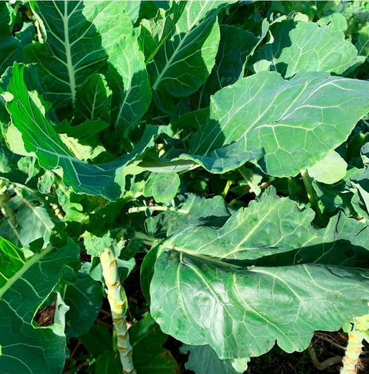 Semillas Col Portuguesa Galega Folhas Lisas Ecológicas_0