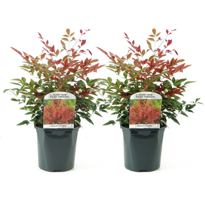 Bambú Sagrado - 2 Pzs - Nandina Domestica 'obsessed' - Altura 25-40cm - ⌀17cm_0