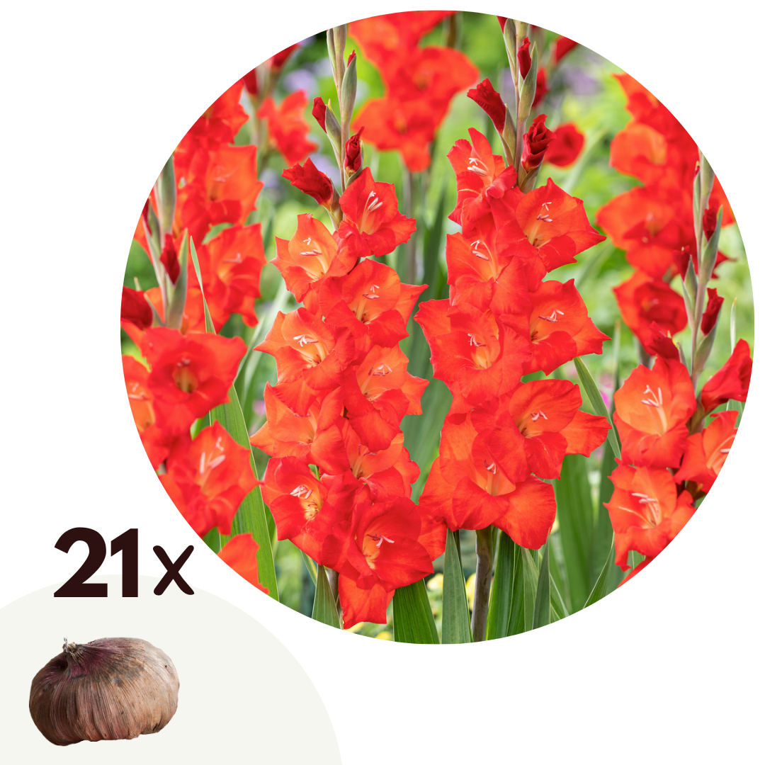 Gladiolo - 21 Pzs - Gladiolus 'glamini Patty' - Bulbos De Flores - Rojo_0