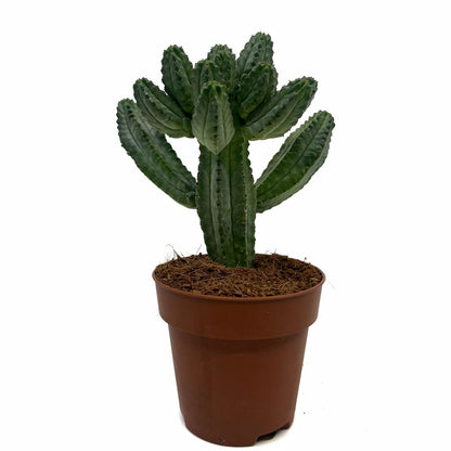 Euphorbia Tubiglans Cactus Y Suculentas M8,5 cm Ø_0