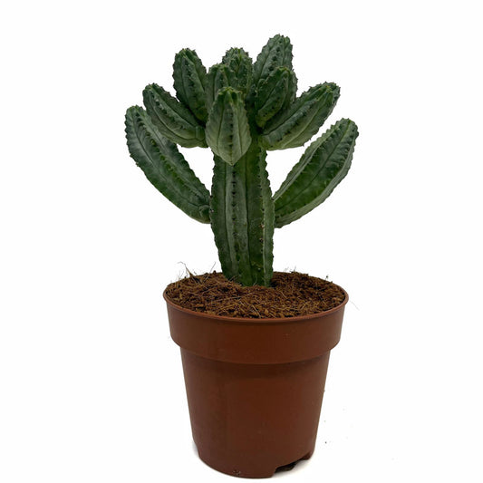 Euphorbia Tubiglans Cactus Y Suculentas M8,5 cm Ø_0