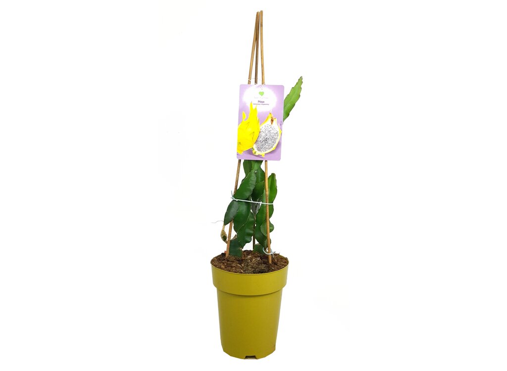 Pitaya Amarilla M23 65-80cm_0
