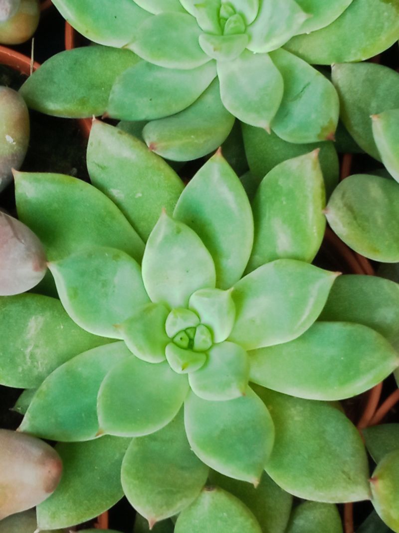 Suculentas Y Cactus Variedad #35 Planta Sin Id_0