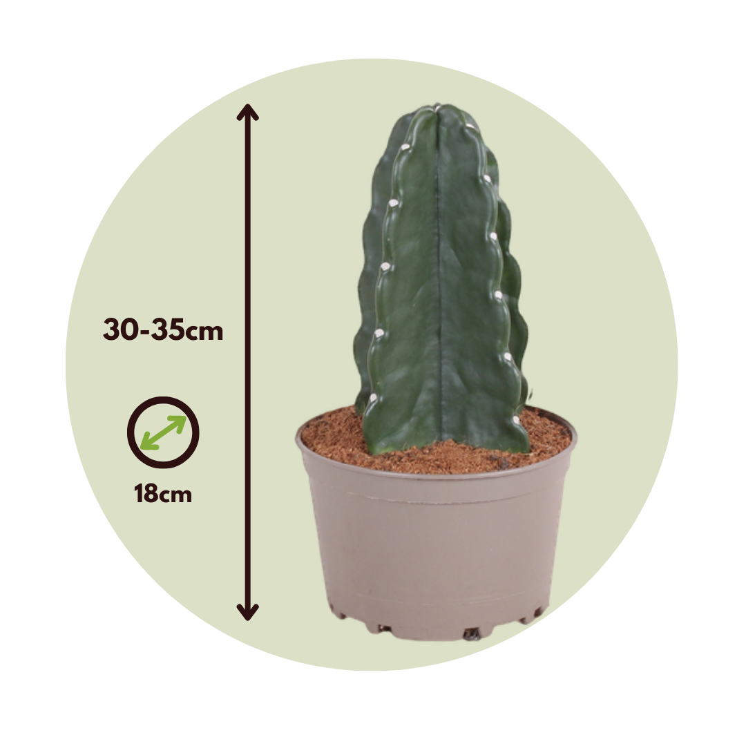 Cactus - Cereus Jamacaru - Altura 30-35cm - ⌀18cm_2