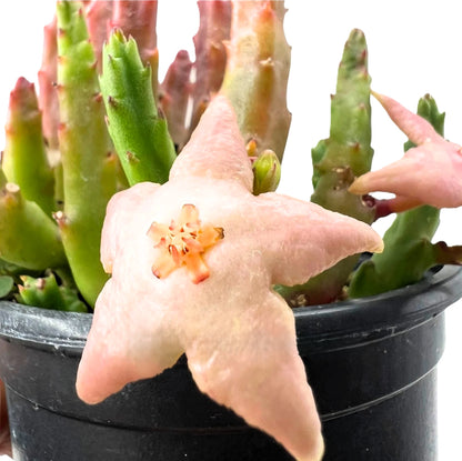 Stapelia Divaricata; Planta Suculenta Con Floración Llamativa, Flor Rosada; Diámetro Maceta 9 Cm_1