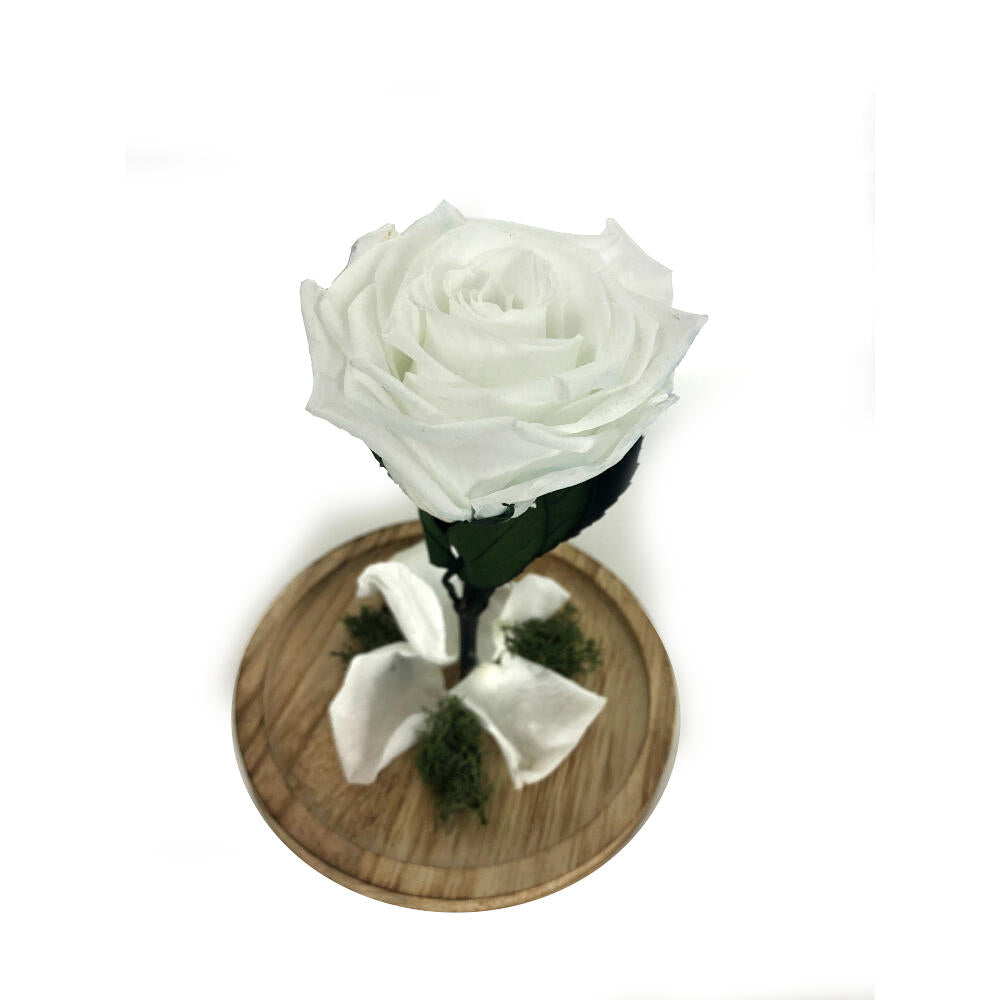 Mundo Eterno Rosa En Cúpula Blanca 12x20cm_0