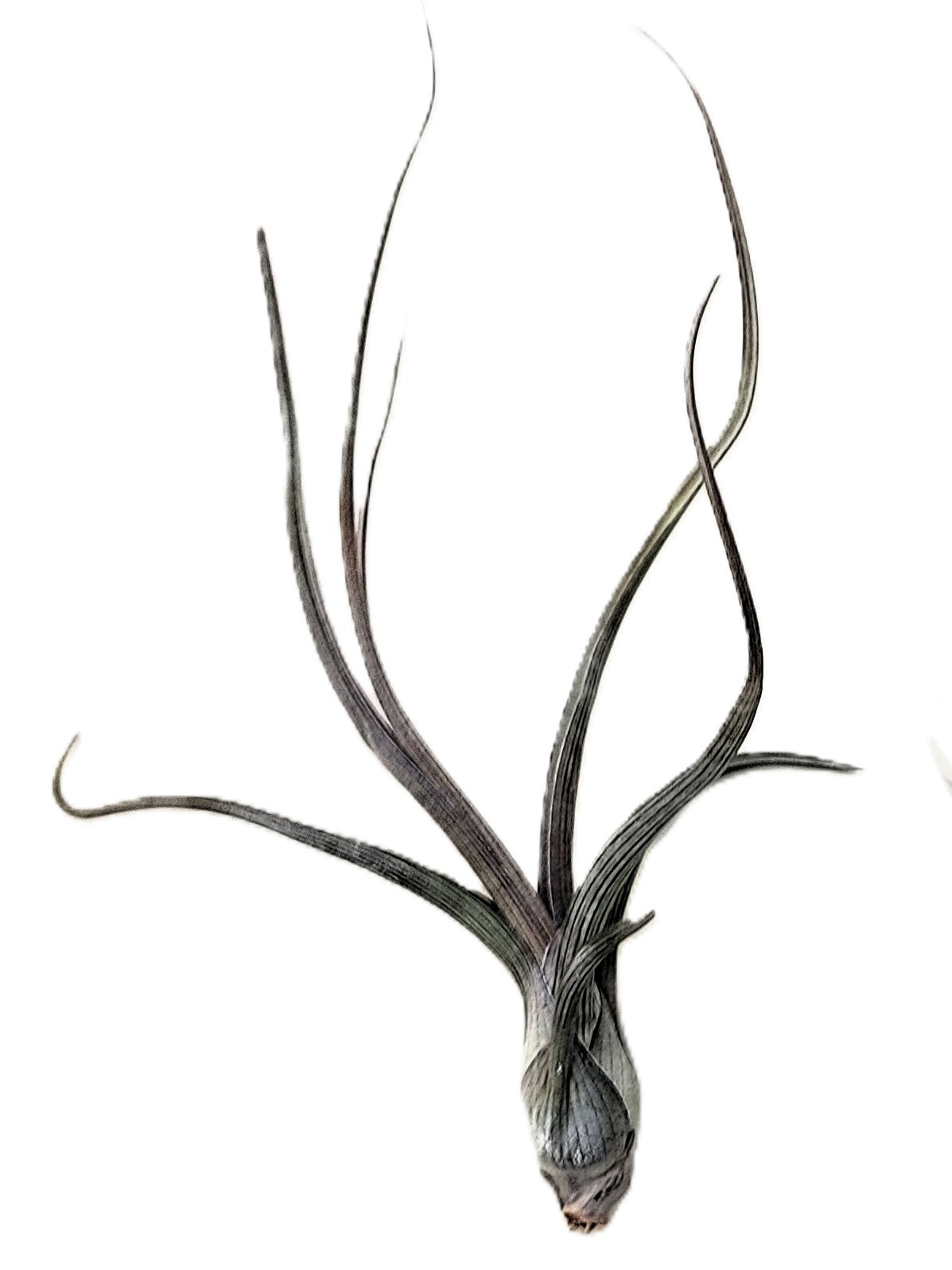 Tillandsia pseudobaileyi [small]; planta del aire, fácil cultivo; Curiosarium; altura 15 cm, diámetro 8 cm_0