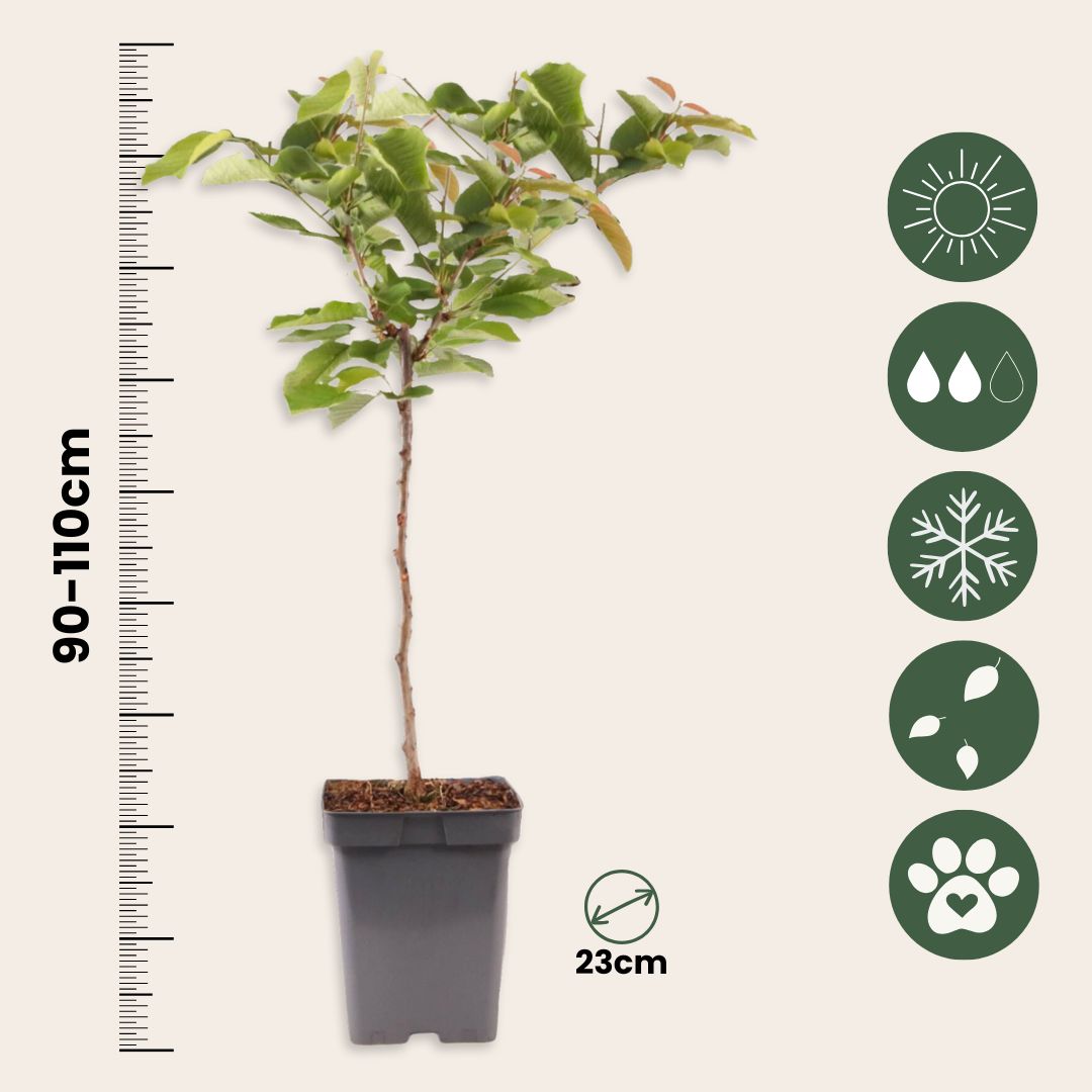 Cerezo - Prunus Avium - Cereza Dulce - Altura 90-110cm - ⌀23cm_2