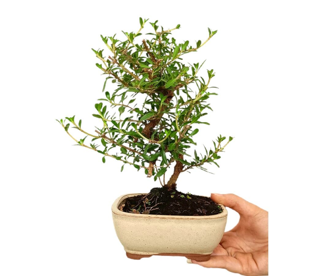 Bonsái Coprosma 7 Años (149581)_0
