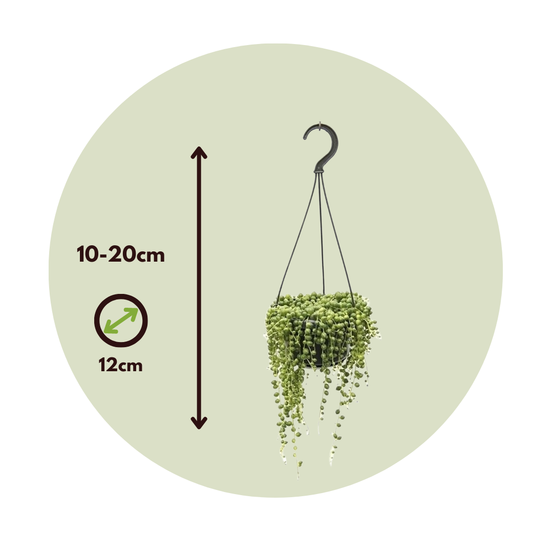 Planta Del Rosario - 2 Pzs - Senecio Rowleyanus - Altura 10-20cm - ⌀12cm_2