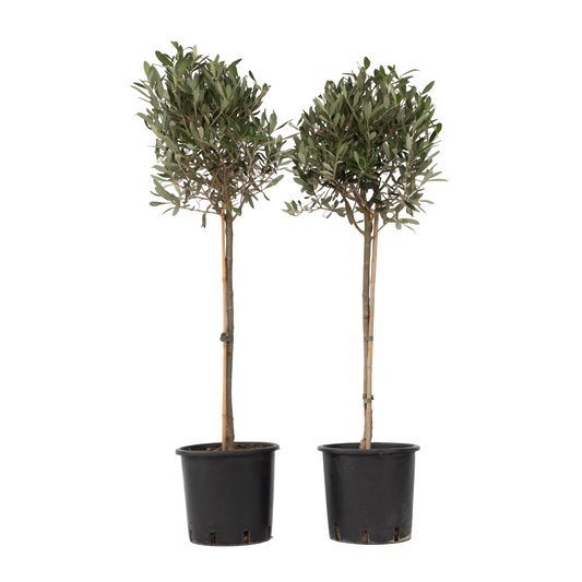 Olivo - 2 Pzs - Olea Europaea - Altura 90-100cm - ⌀21cm_0