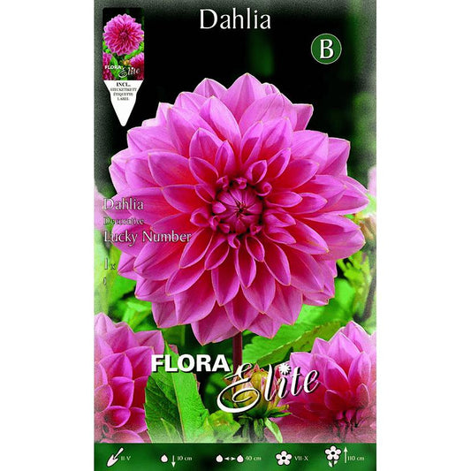 Bolbo decorativo de dália rosa com flor grande, 1 unid.