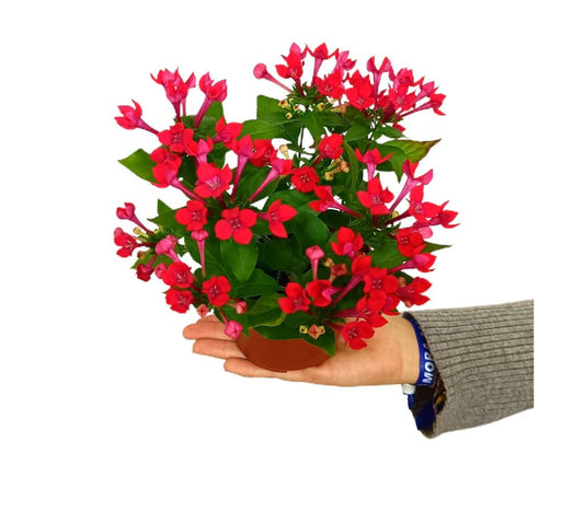 Bouvardia Amora Anna M12_0