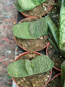 Gasteria Baylissiana (planta Suculenta) 8 Cm
