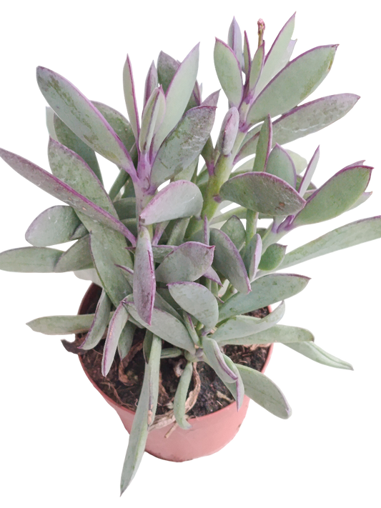 Senecio Crassisium Ø8 Planta Suculenta Suculento_0
