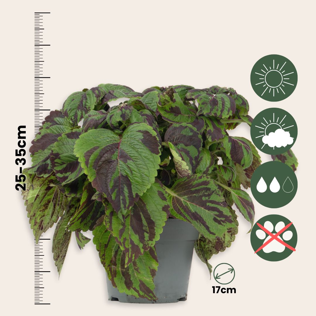 Coleo - Coleus Tiger - Altura 25-35cm - Ø17cm_2