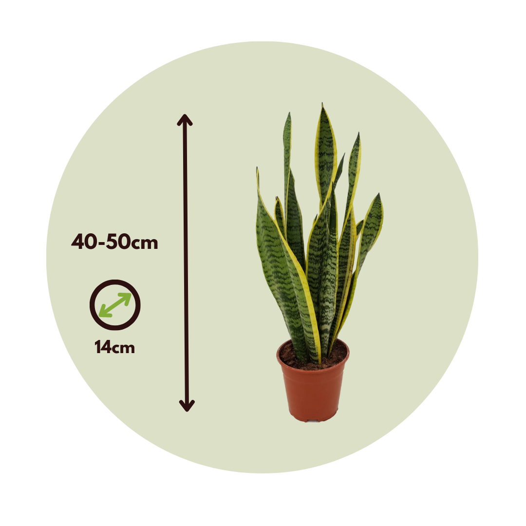 Lengua De Suegra - Sansevieria Trifasciata Laurentii - Altura 40-50cm - ⌀14cm_2