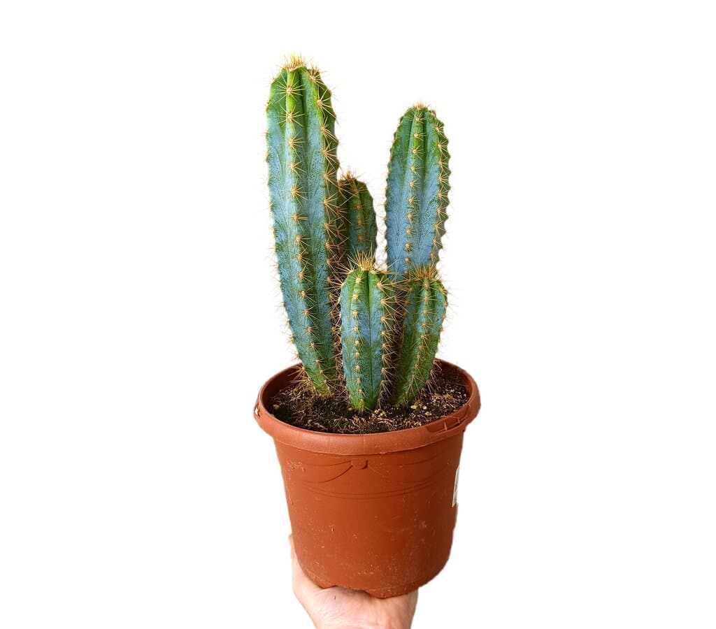 Cactus Pilosocereus Azureus 17_0
