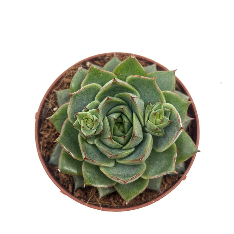Echeveria Fabiola Cactus Y Suculentas M8,5 cm Ø_1