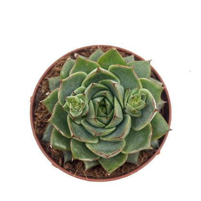 Echeveria Fabiola Cactus Y Suculentas M8,5 cm Ø_1