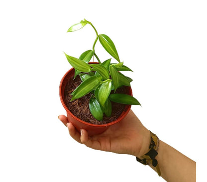 Vanilla Planifolia M12_0