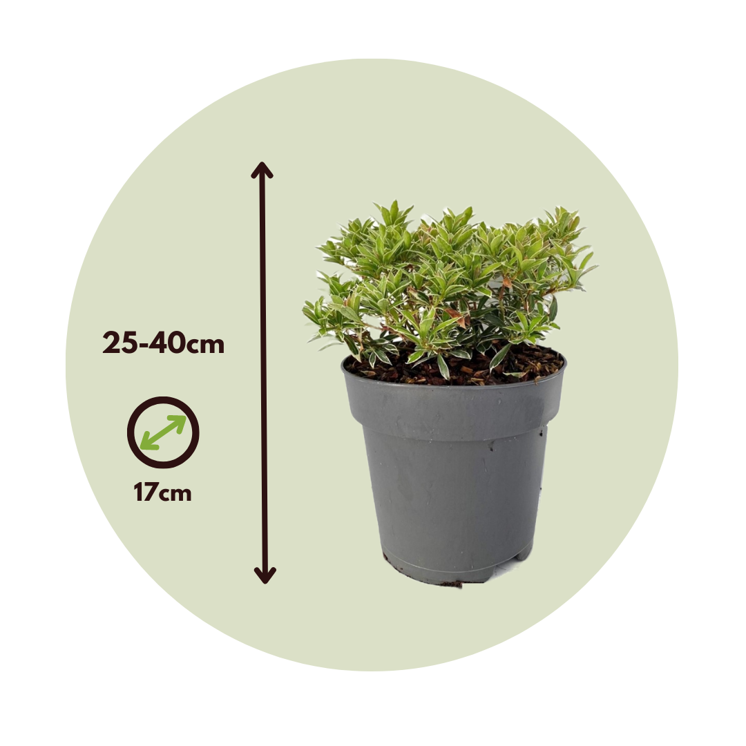 Andromeda Japonica - 2 Pzs - Pieris Japonica 'little Heath' - A25-40cm - ⌀17cm_2