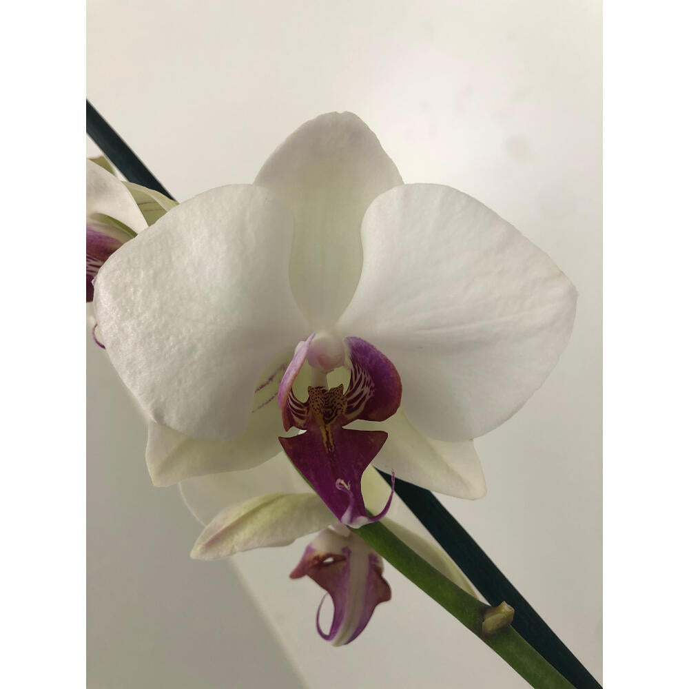 Orquidea Phalaenopsis Red Eye 2/3 Tallos M12 70cm_1