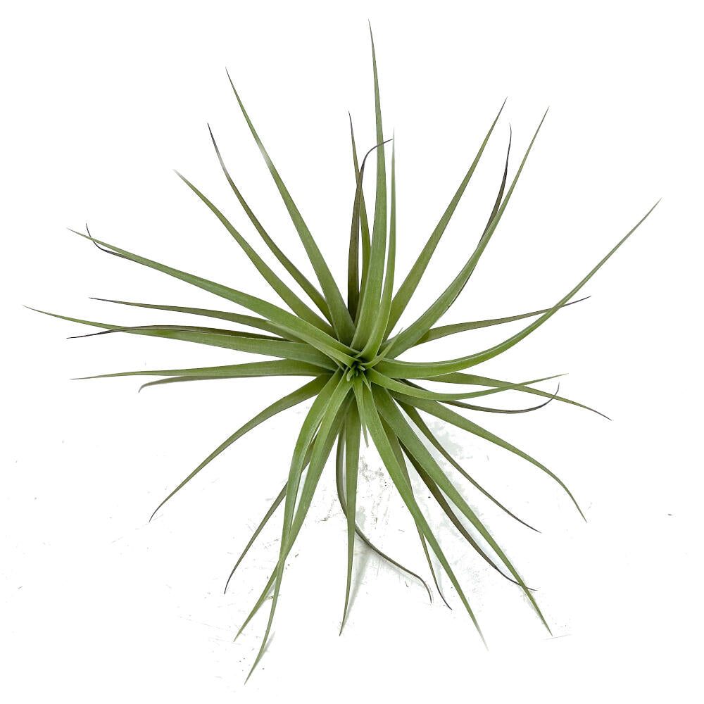 Tillandsia Aeranthos 11cm Largo X 12cm Ancho_2