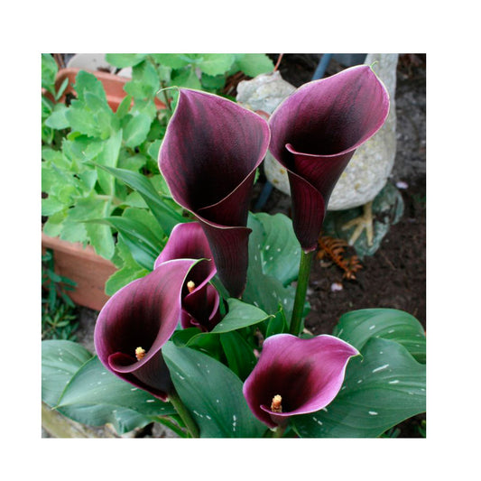 1 Bulbo Zantedeschia 'caruso' Cala Purpura_0