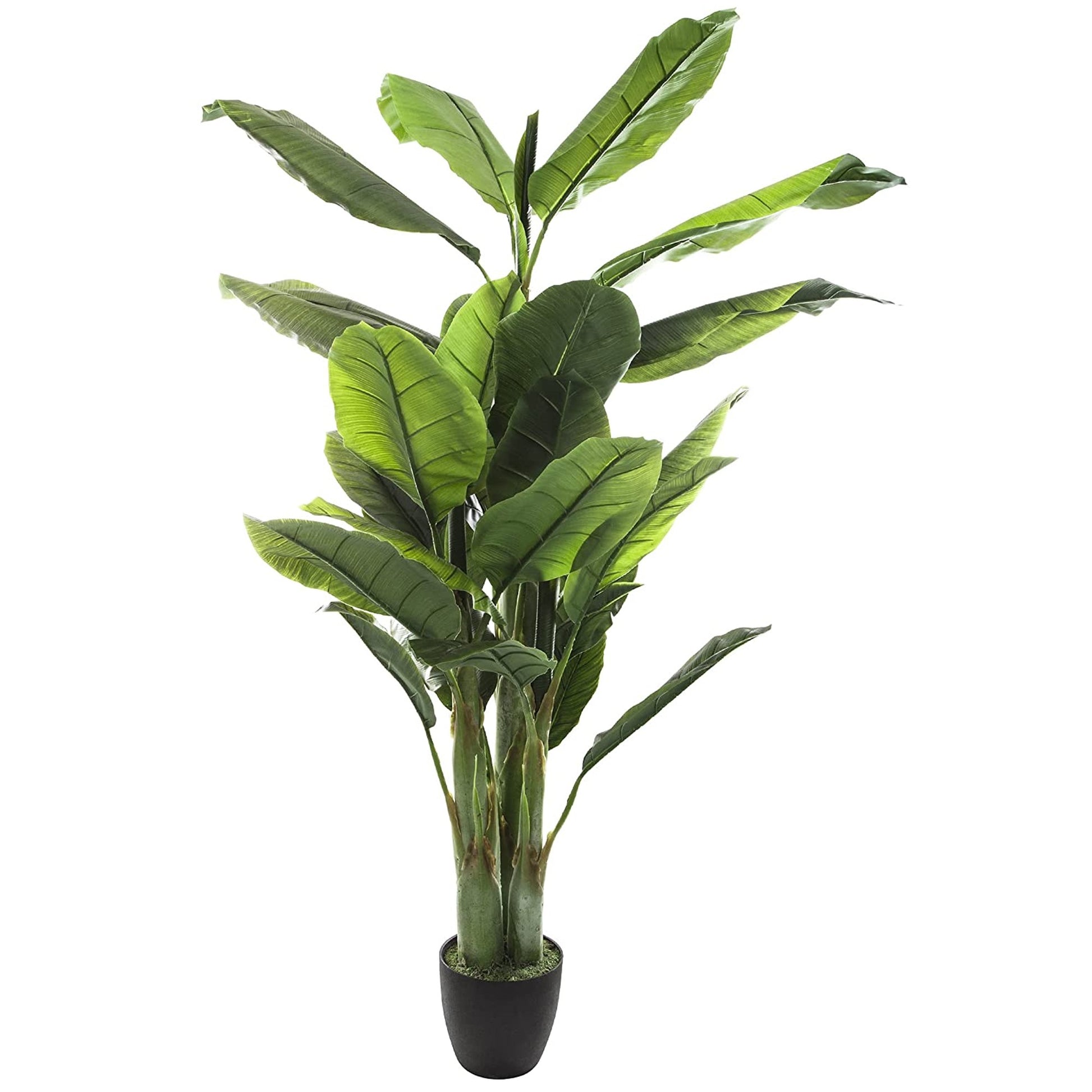 Planta De Plátano Altura 170_0