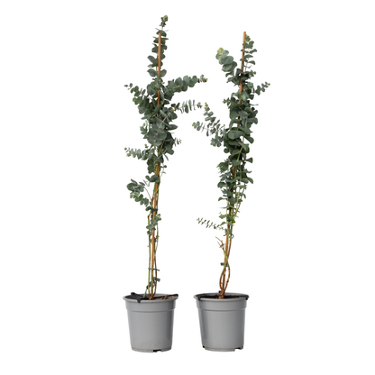 Eucalipto - 2 Pzs - Eucalyptus Cinerea 'silver Dollar' - A90-110cm - ⌀19cm_0