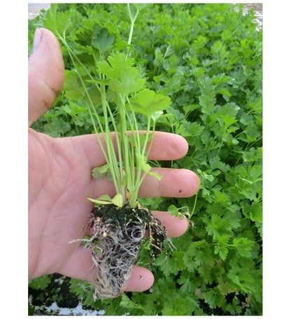 Plantón De Perejil (10 Unidades)_1
