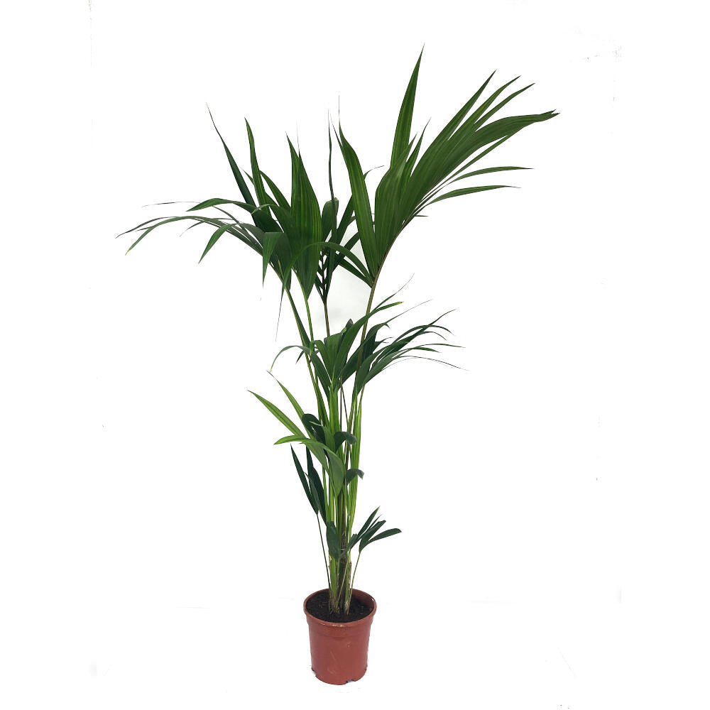Kentia Forsteriana M17 100cm_0