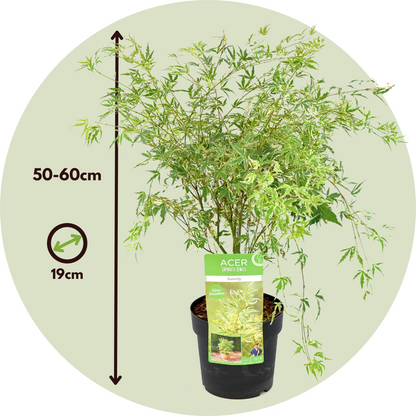 Arce Japonés - 2 Pzs - Acer Palmatum 'butterfly' - Altura 50-60cm - ⌀19cm_2