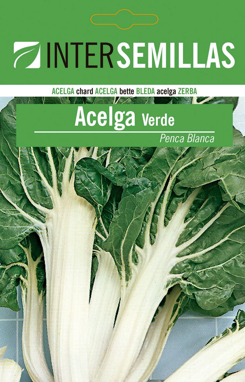 Sobre De Semillas De Acelga Verde_0