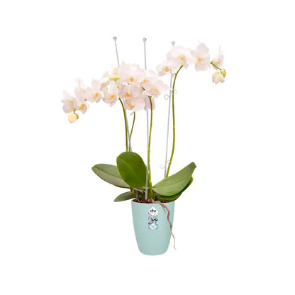 Vaso de orquídea translúcido Brussels High Elho