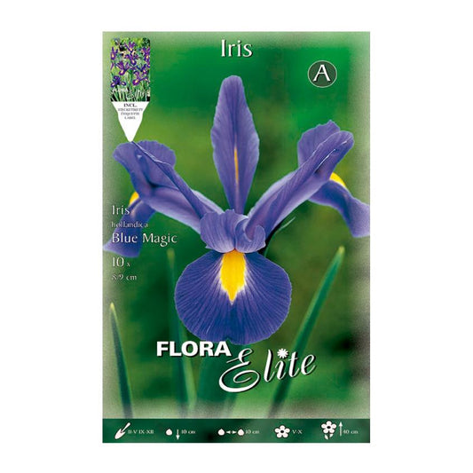 Elite Blue Holland Iris Bolbos 10 unidades