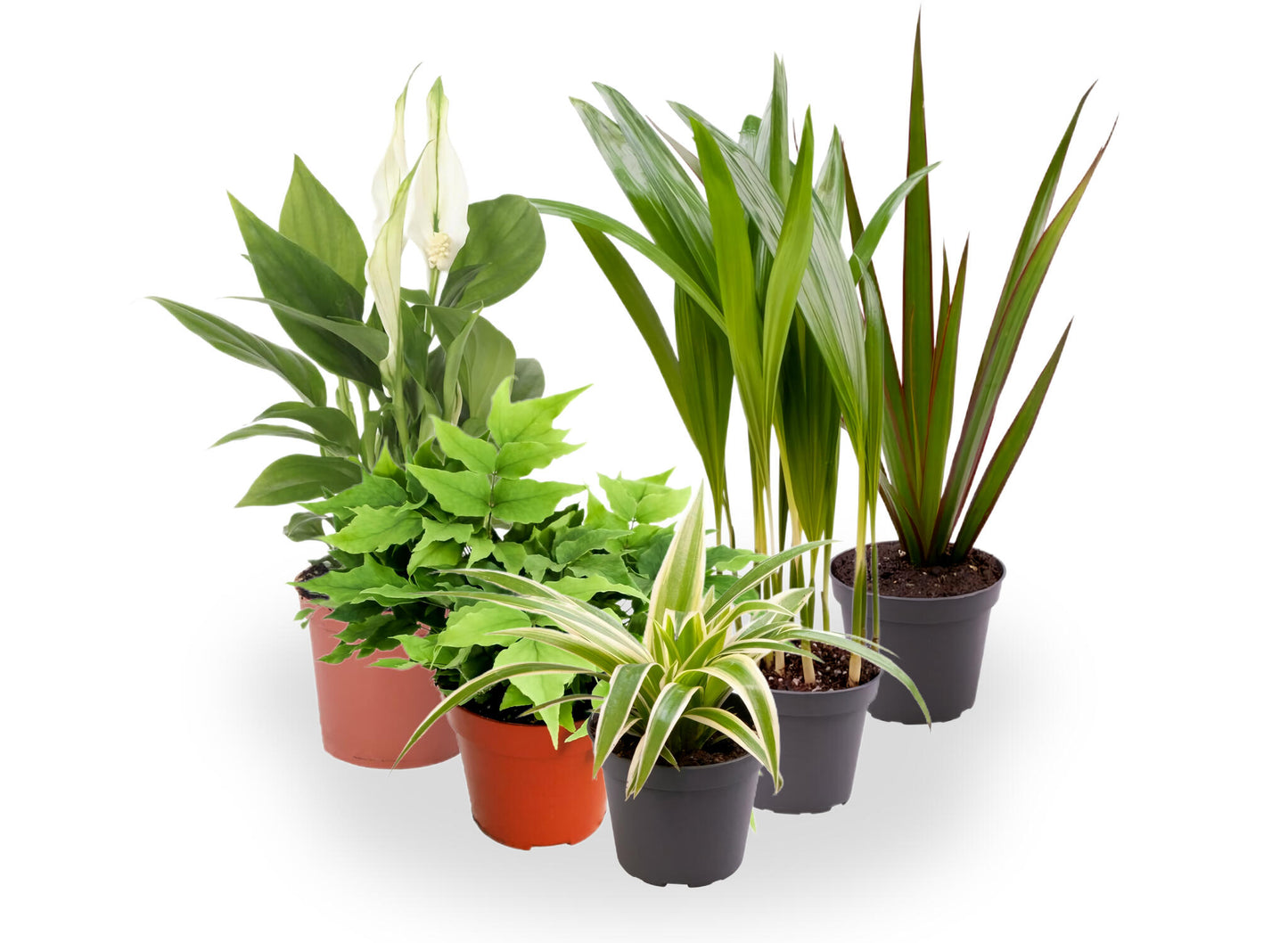 Pack De 10 Plantas De Interior M9_1
