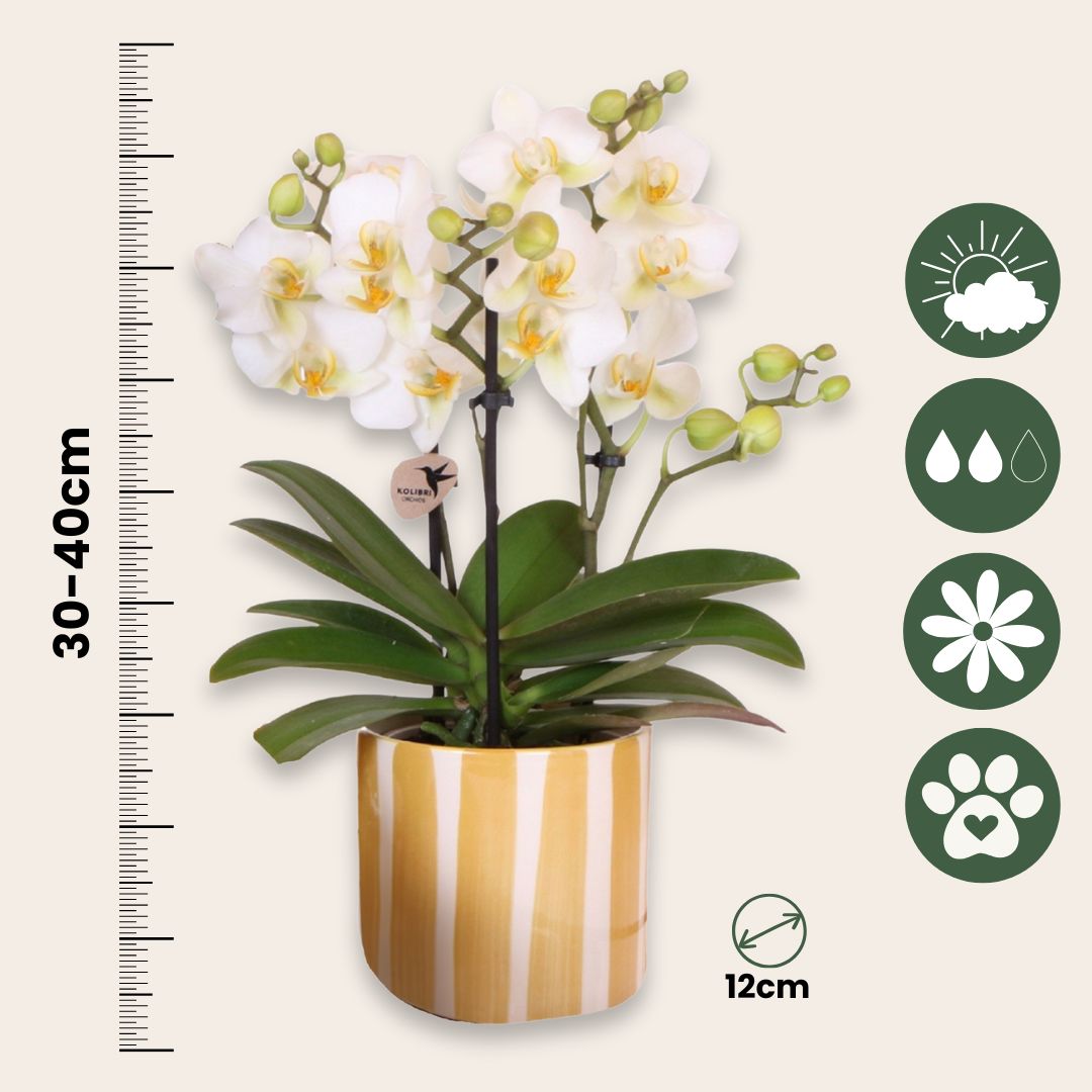 Set De Regalo Orquídea 'yellow Xl' - Phalaenopsis - Altura 35cm_2
