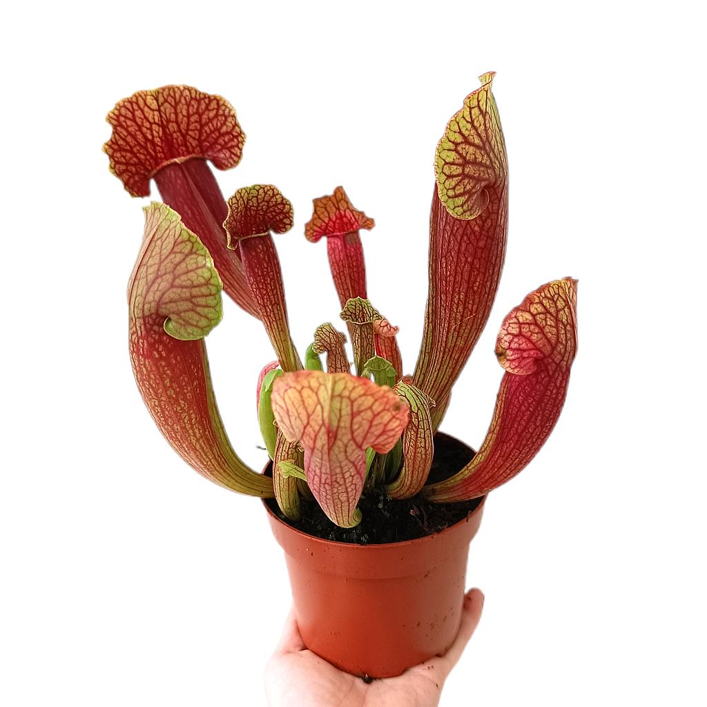 Sarracenia Thomas M12_0