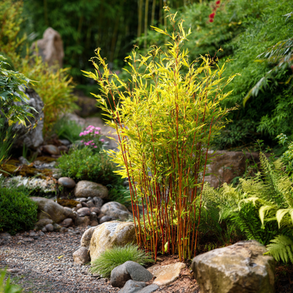 Bambú - 6 Pzs - Fargesia Nitida 'red Dragon' - Altura 50-70cm - ⌀17cm_4