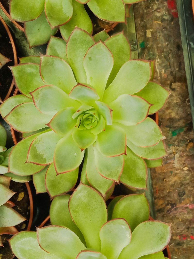 Suculentas Y Cactus Variedad #27 Planta Sin Id_0