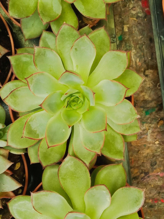 Suculentas Y Cactus Variedad #27 Planta Sin Id_0