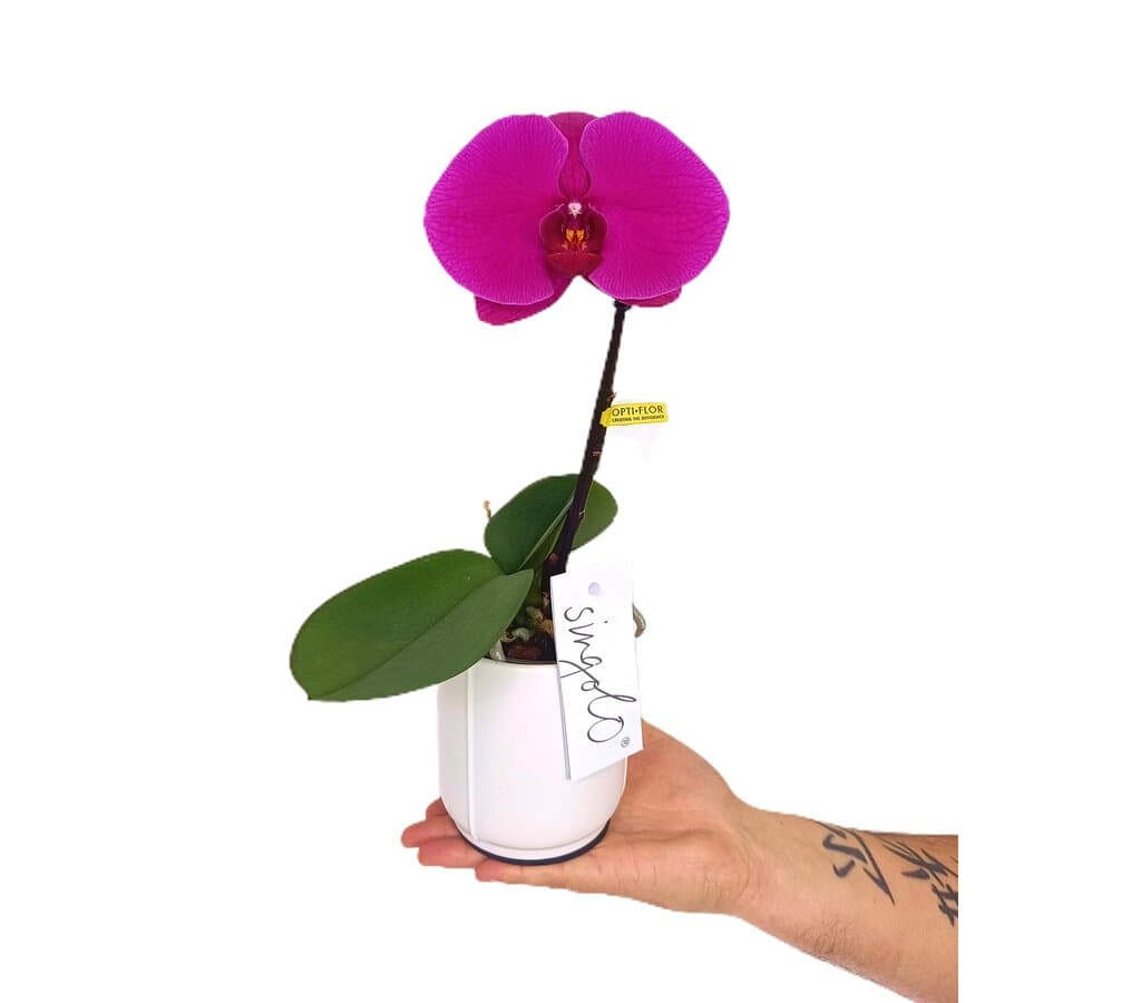 Orquídea Phalaenopsis Singolo Arlequín Fucsia M9_0