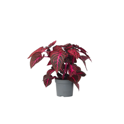 Iresina - Iresine Herbstii - Altura 20-30cm - ⌀13cm_0