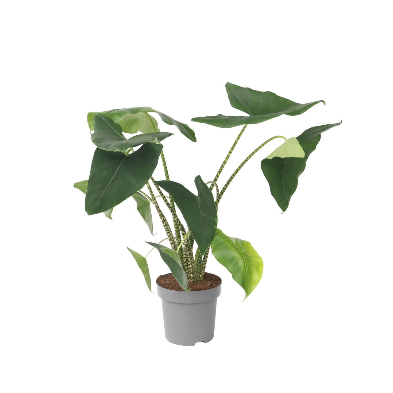 Planta Cebra - Alocasia 'zebrina' - Altura 140-150cm - ⌀32cm_0