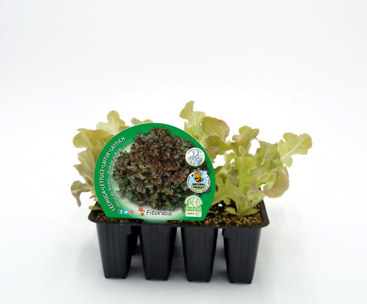 Pack Plantones Lechuga Hoja De Roble 12 Ud. Natural - Fitoralia_0
