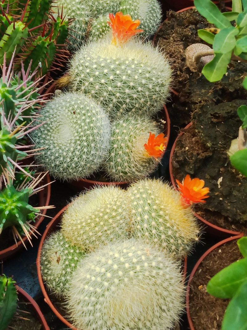 Cactus Rebutia Muscula Planta Suculenta 8 Cm_0