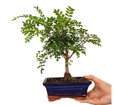 Bonsái Zanthoxylum 5 Años (pimentero Japonés)_1